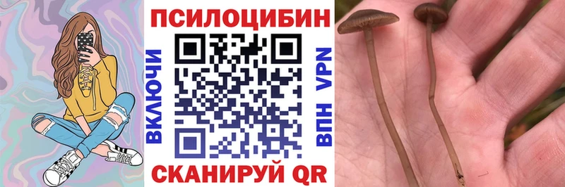 Псилоцибиновые грибы мицелий MEGA tor Рославль