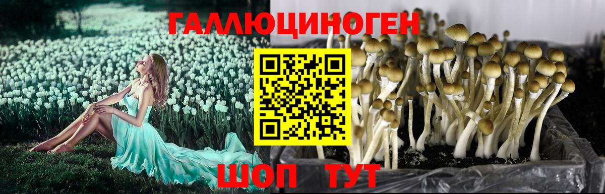 Галлюциногенные грибы мицелий  Вход с VPN  Псилоцибиновые грибы GOLDEN TEACHER  Рославль 
